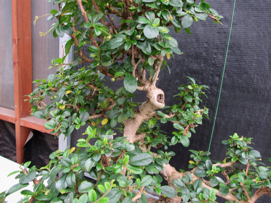 47 Year Old Flowering Fukien Tea Specimen Bonsai Tree - Curved Trunk Style Knot