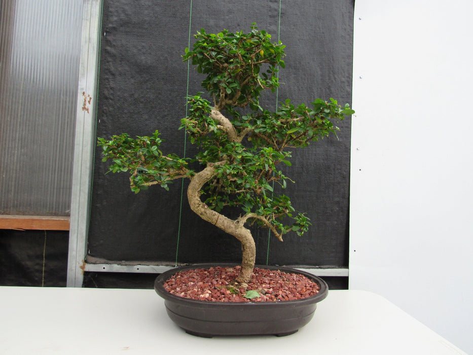 47 Year Old Flowering Fukien Tea Specimen Bonsai Tree - Curved Trunk Style Back Profile