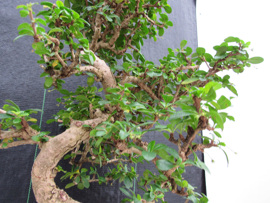 47 Year Old Flowering Fukien Tea Specimen Bonsai Tree - Curved Trunk Style Up Angle