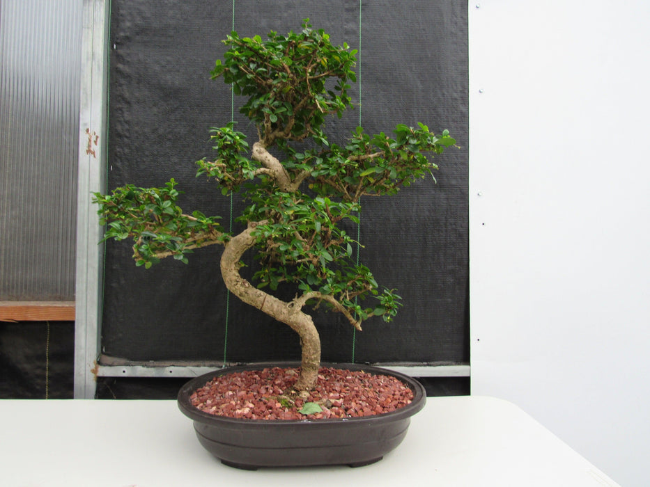 47 Year Old Flowering Fukien Tea Specimen Bonsai Tree - Curved Trunk Style Back Profile Alternate