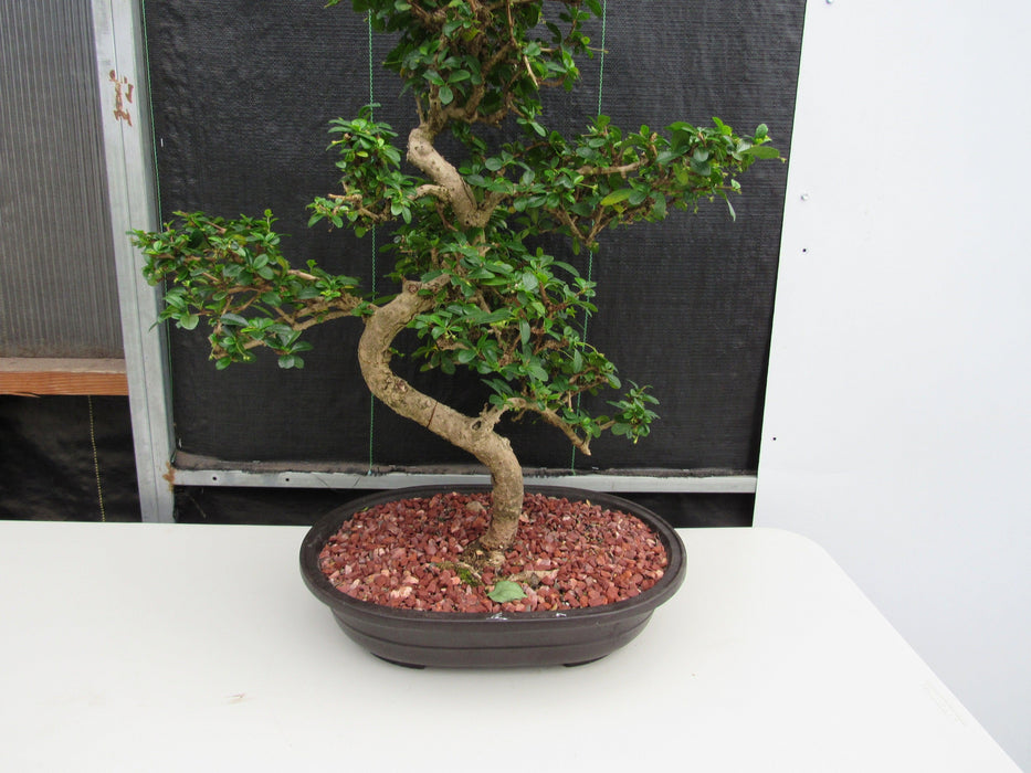 47 Year Old Flowering Fukien Tea Specimen Bonsai Tree - Curved Trunk Style Back Shapes