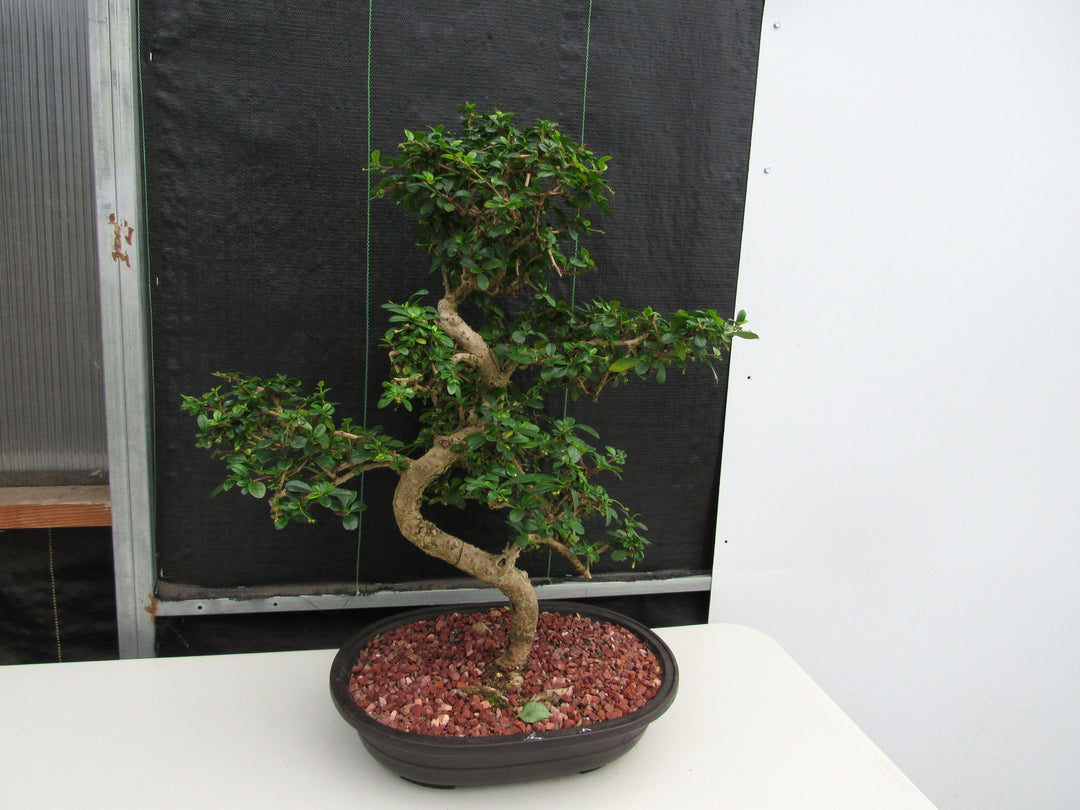 47 Year Old Flowering Fukien Tea Specimen Bonsai Tree - Curved Trunk Style Strong Side