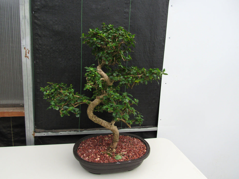 47 Year Old Flowering Fukien Tea Specimen Bonsai Tree - Curved Trunk Style Strong Side