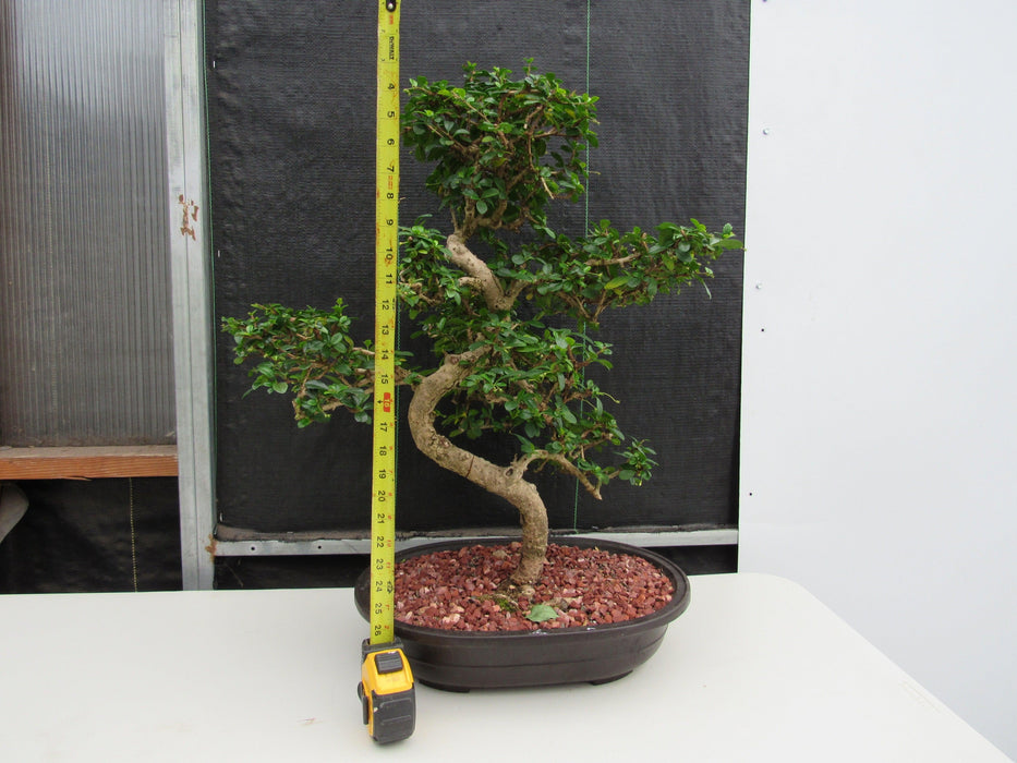 47 Year Old Flowering Fukien Tea Specimen Bonsai Tree - Curved Trunk Style Height