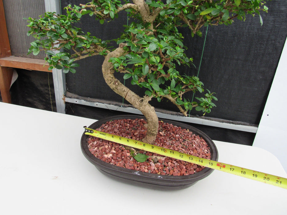 47 Year Old Flowering Fukien Tea Specimen Bonsai Tree - Curved Trunk Style Size