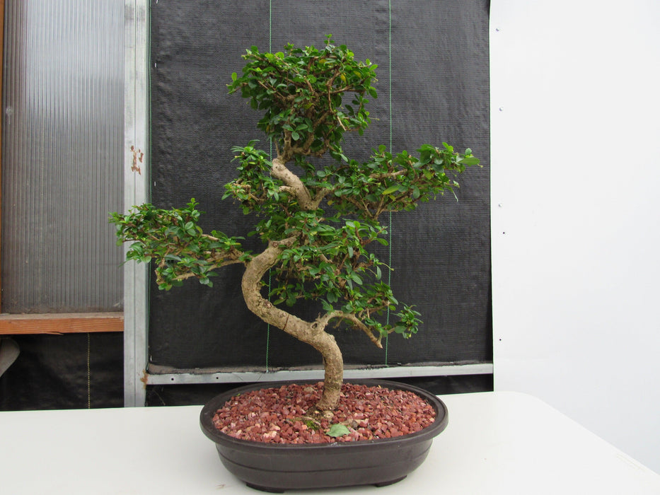 47 Year Old Flowering Fukien Tea Specimen Bonsai Tree - Curved Trunk Style Profile