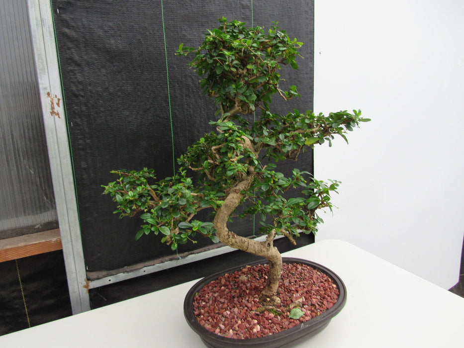 47 Year Old Flowering Fukien Tea Specimen Bonsai Tree - Curved Trunk Style Side