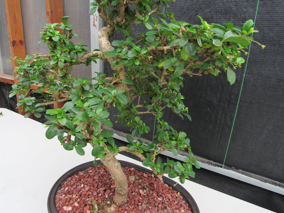 47 Year Old Flowering Fukien Tea Specimen Bonsai Tree - Curved Trunk Style Side Close