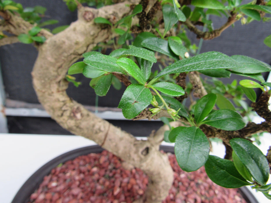 47 Year Old Flowering Fukien Tea Specimen Bonsai Tree - Curved Trunk Style Foliage