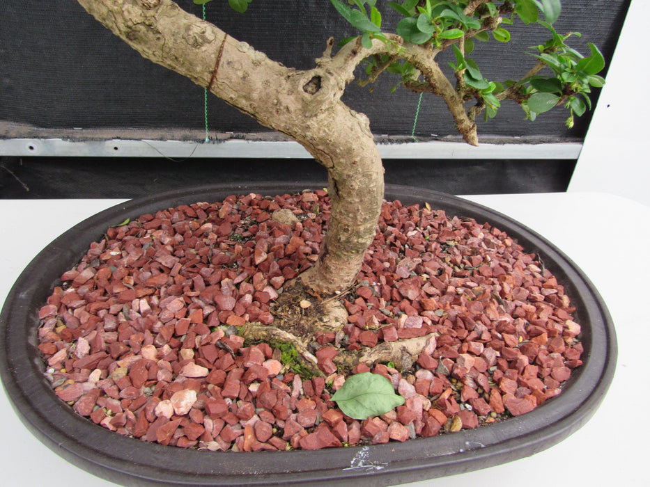 47 Year Old Flowering Fukien Tea Specimen Bonsai Tree - Curved Trunk Style - Bark