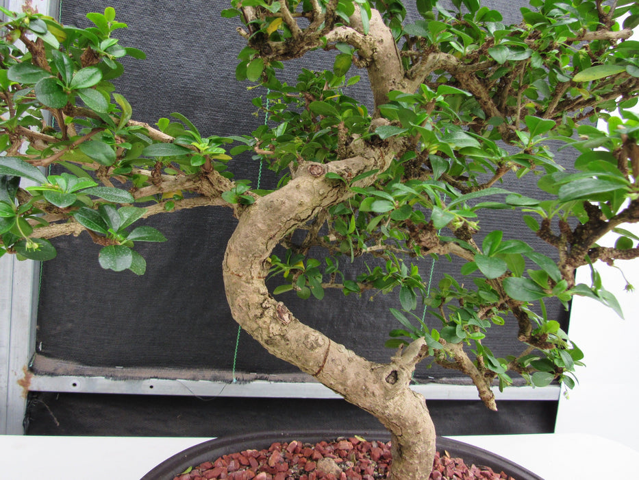 47 Year Old Flowering Fukien Tea Specimen Bonsai Tree - Curved Trunk Style Unique Shape