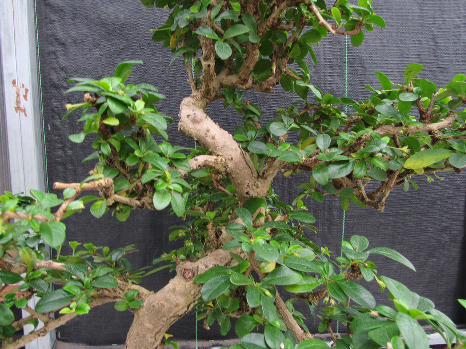 47 Year Old Flowering Fukien Tea Specimen Bonsai Tree - Curved Trunk Style Upwards