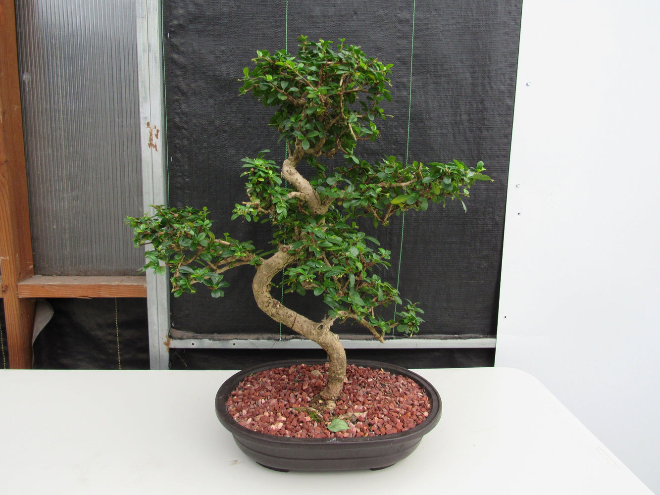 47 Year Old Flowering Fukien Tea Specimen Bonsai Tree - Curved Trunk Style