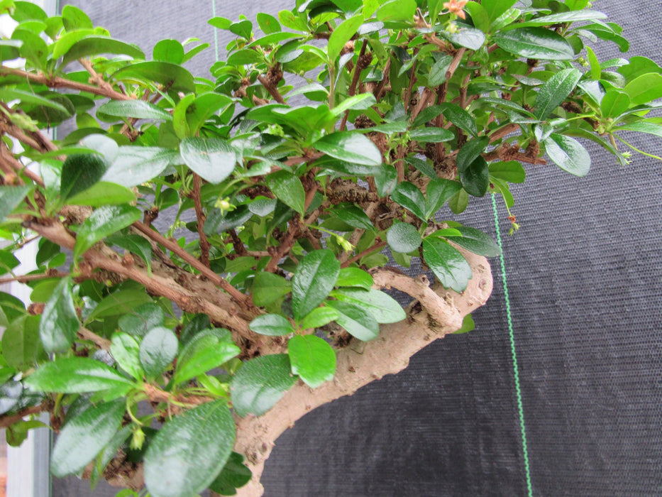 47 Year Old Flowering Fukien Tea Specimen Bonsai Tree - Step Shape Pad Structure