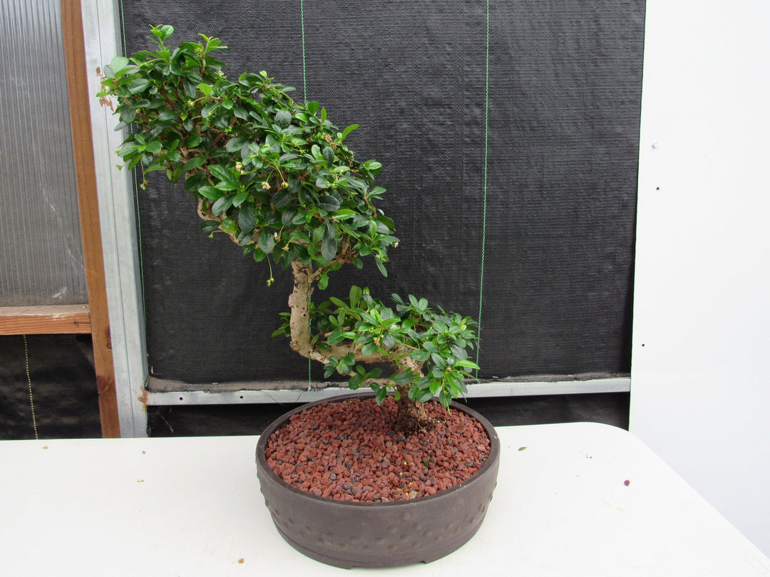 47 Year Old Flowering Fukien Tea Specimen Bonsai Tree - Step Shape Back