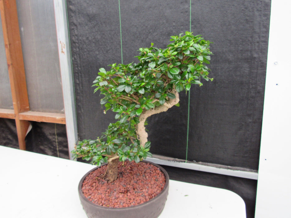 47 Year Old Flowering Fukien Tea Specimen Bonsai Tree - Step Shape Back Side