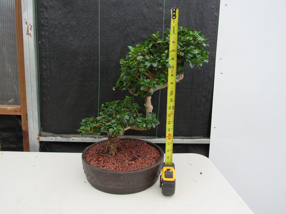 47 Year Old Flowering Fukien Tea Specimen Bonsai Tree - Step Shape Size