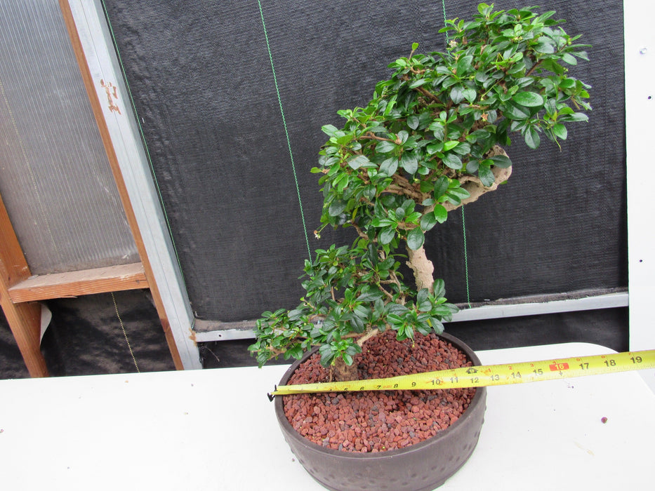 47 Year Old Flowering Fukien Tea Specimen Bonsai Tree - Step Shape Width