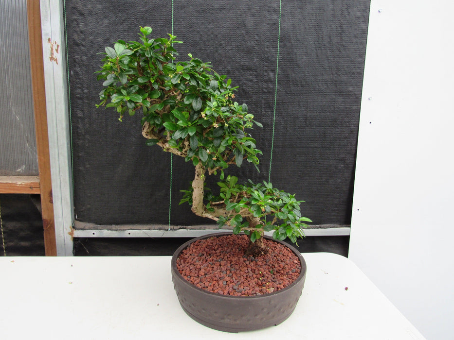 47 Year Old Flowering Fukien Tea Specimen Bonsai Tree - Step Shape Back Profile Straight