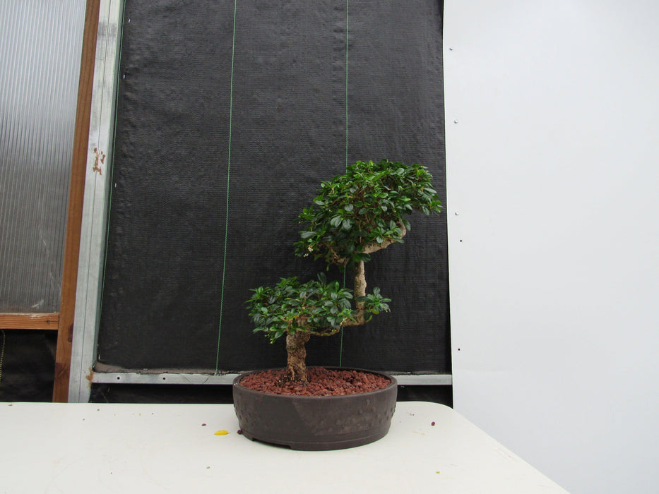 47 Year Old Flowering Fukien Tea Specimen Bonsai Tree - Step Shape Profile