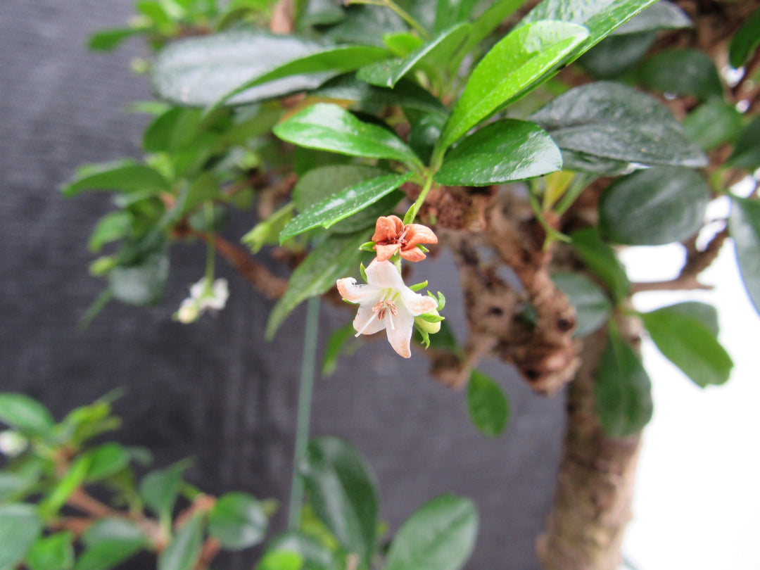 47 Year Old Flowering Fukien Tea Specimen Bonsai Tree - Step Shape Flower