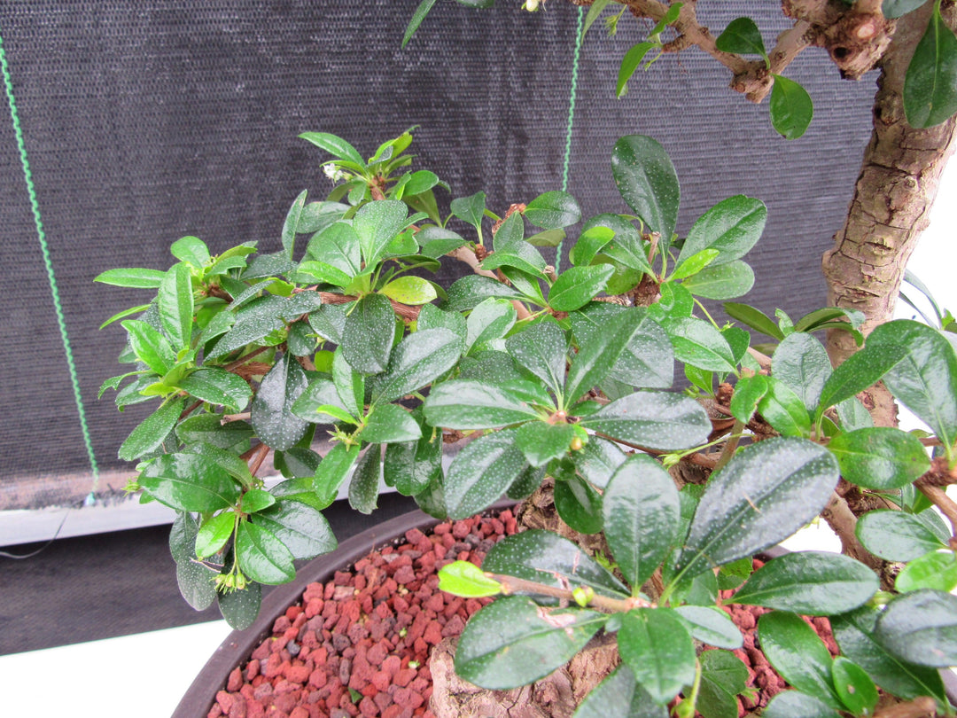 47 Year Old Flowering Fukien Tea Specimen Bonsai Tree - Step Shape Foliage