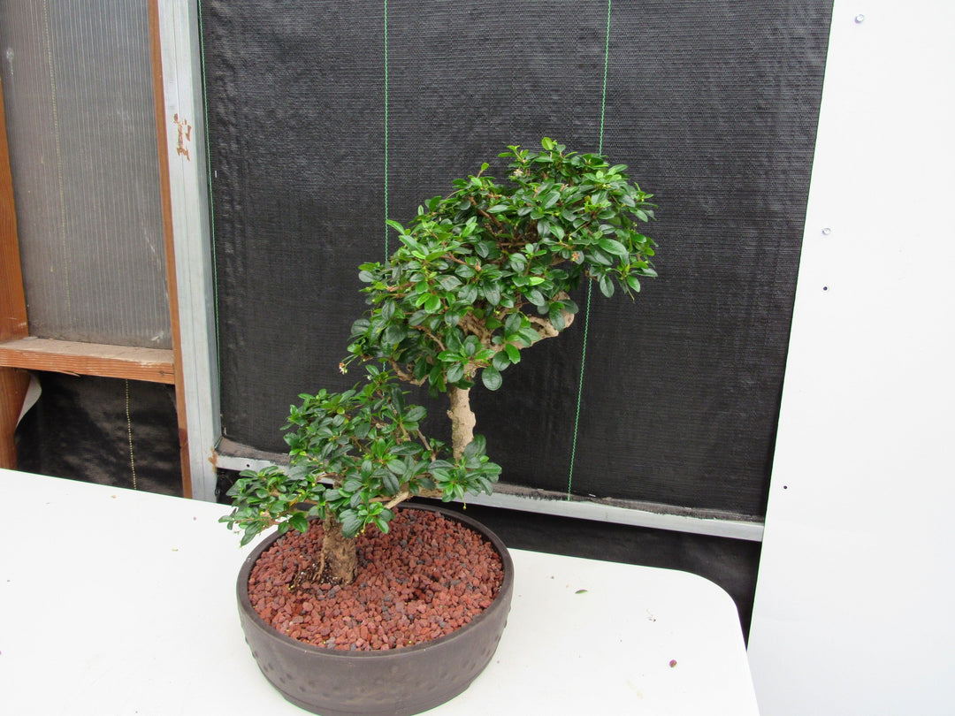 47 Year Old Flowering Fukien Tea Specimen Bonsai Tree - Step Shape Side