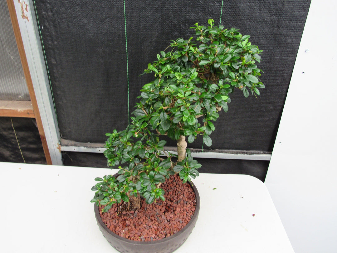47 Year Old Flowering Fukien Tea Specimen Bonsai Tree - Step Shape Soft Side Closer