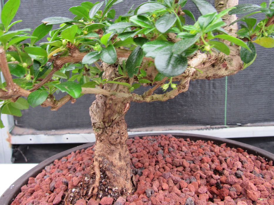 47 Year Old Flowering Fukien Tea Specimen Bonsai Tree - Step Shape Bark