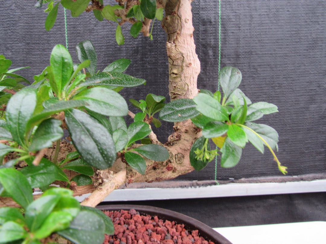 47 Year Old Flowering Fukien Tea Specimen Bonsai Tree - Step Shape Leaves