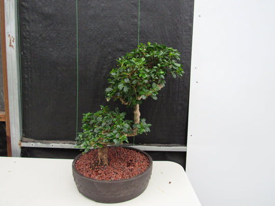 bonsai tree steps 47 Year Old Flowering Fukien Tea Specimen Bonsai Tree
