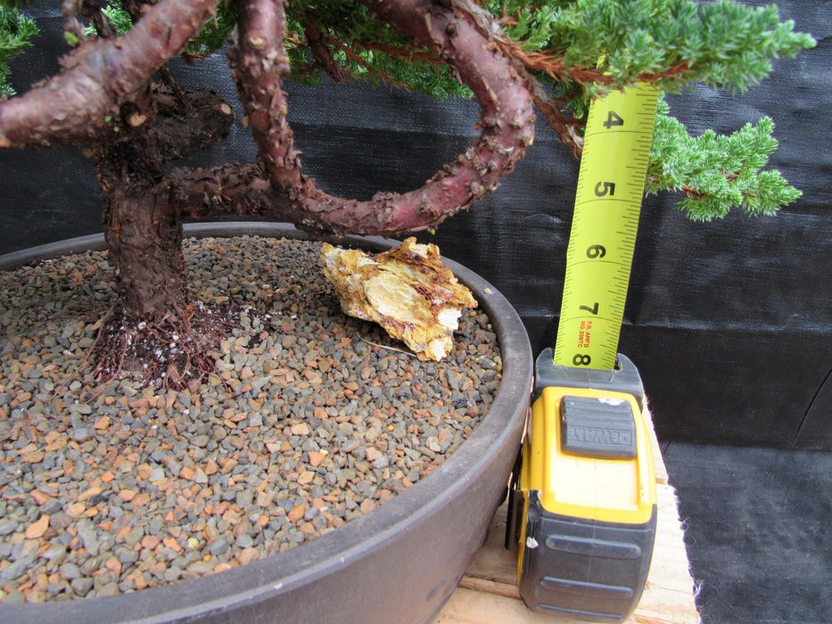 48 Year Old Classic Juniper Specimen Bonsai Tree Tall