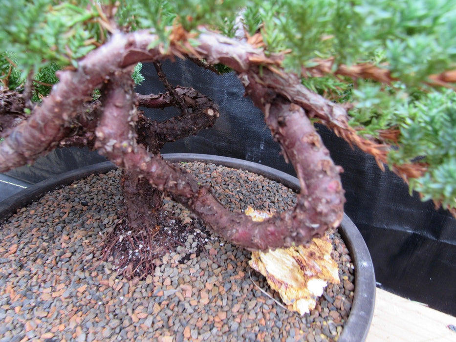 48 Year Old Classic Juniper Specimen Bonsai Tree Trunk