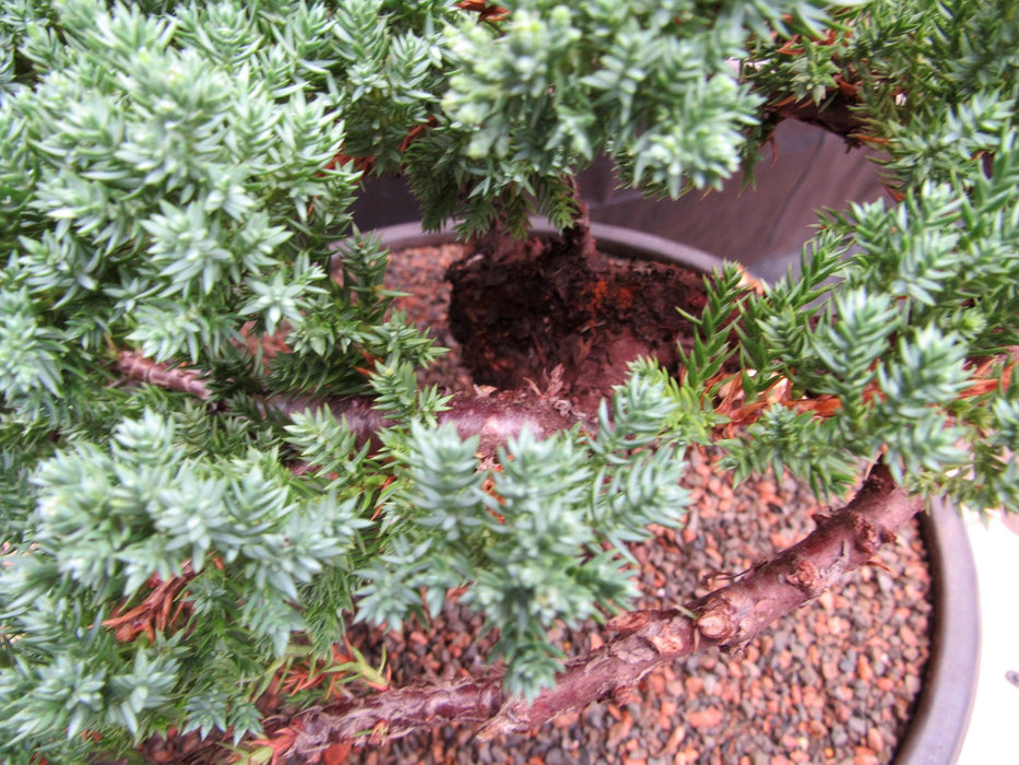 48 Year Old Classic Juniper Specimen Bonsai Tree Shape