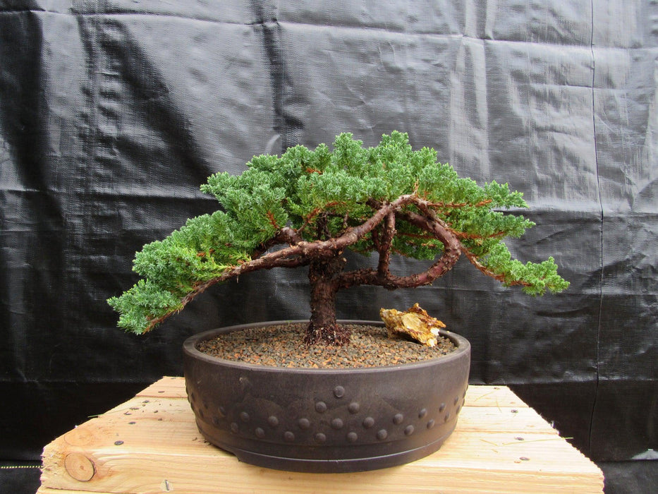 48 Year Old Classic Juniper Specimen Bonsai Tree Profile