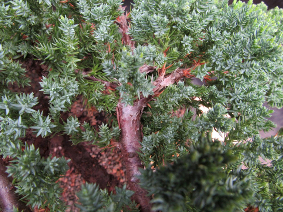 48 Year Old Classic Juniper Specimen Bonsai Tree Foliage