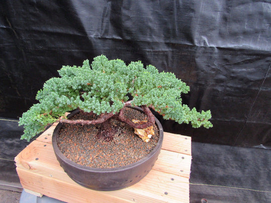 japanese juniper bonsai tree indoors 48 Year Old Classic Juniper Specimen Bonsai Tree