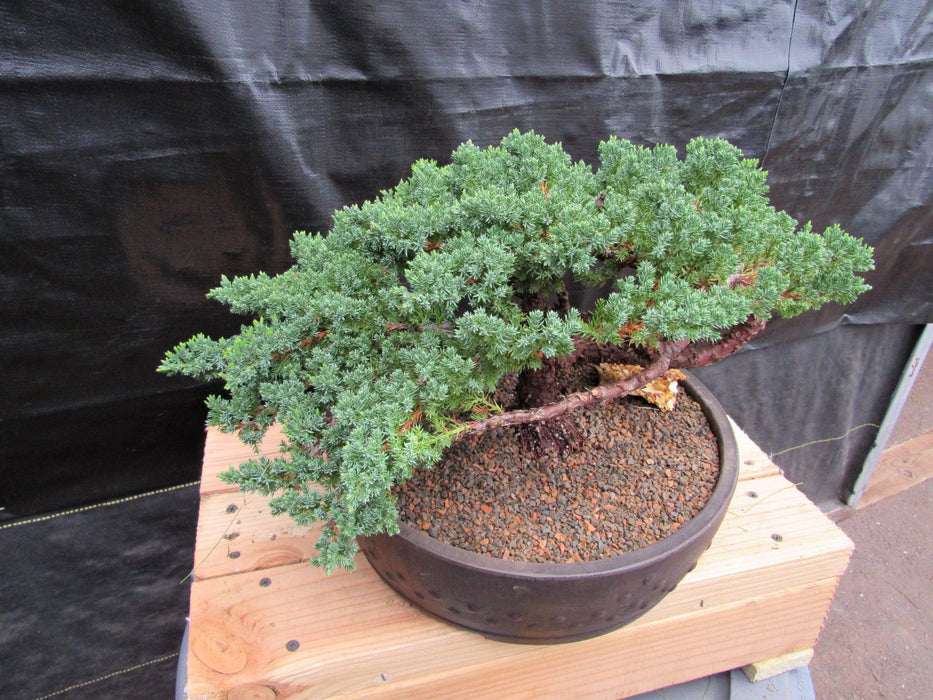 48 Year Old Classic Juniper Specimen Bonsai Tree Side
