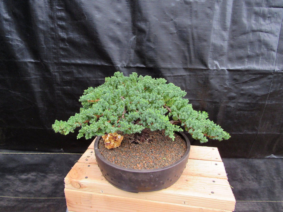 48 Year Old Classic Juniper Specimen Bonsai Tree Back