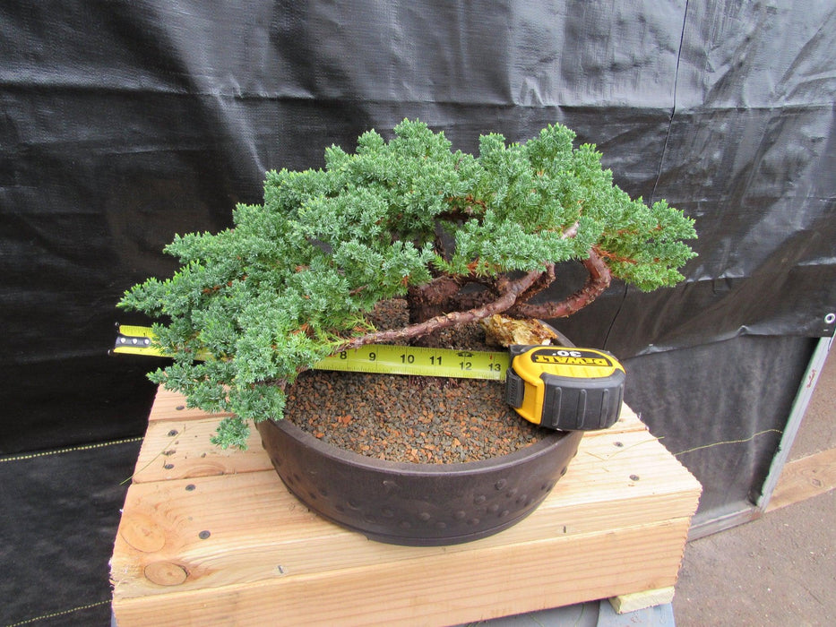 48 Year Old Classic Juniper Specimen Bonsai Tree Size