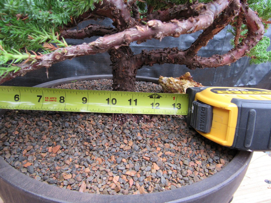 48 Year Old Classic Juniper Specimen Bonsai Tree Width