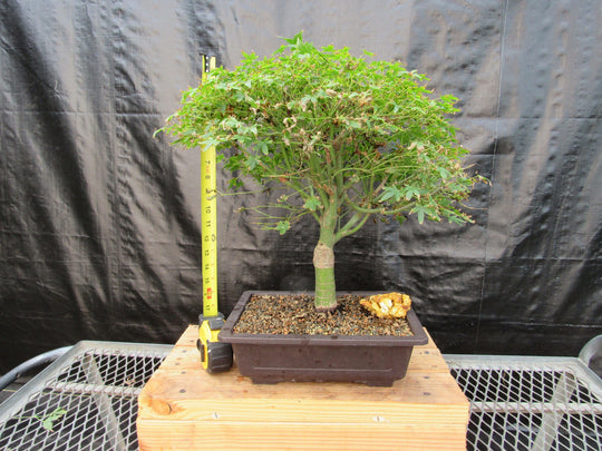 palo verde bonsai tree 48 Year Old Dwarf Japanese Maple Bonsai Tree