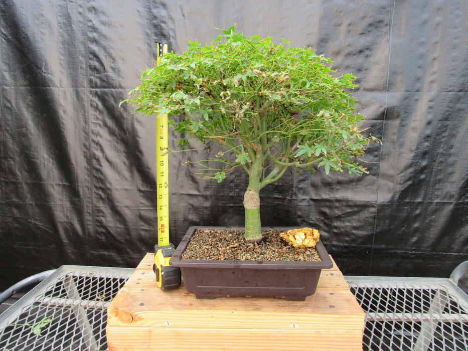 58 Year Old Dwarf Japanese Maple Bonsai Tree Height
