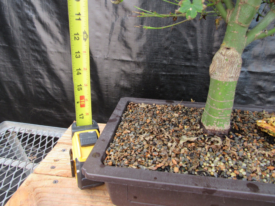 58 Year Old Dwarf Japanese Maple Bonsai Tree Tall