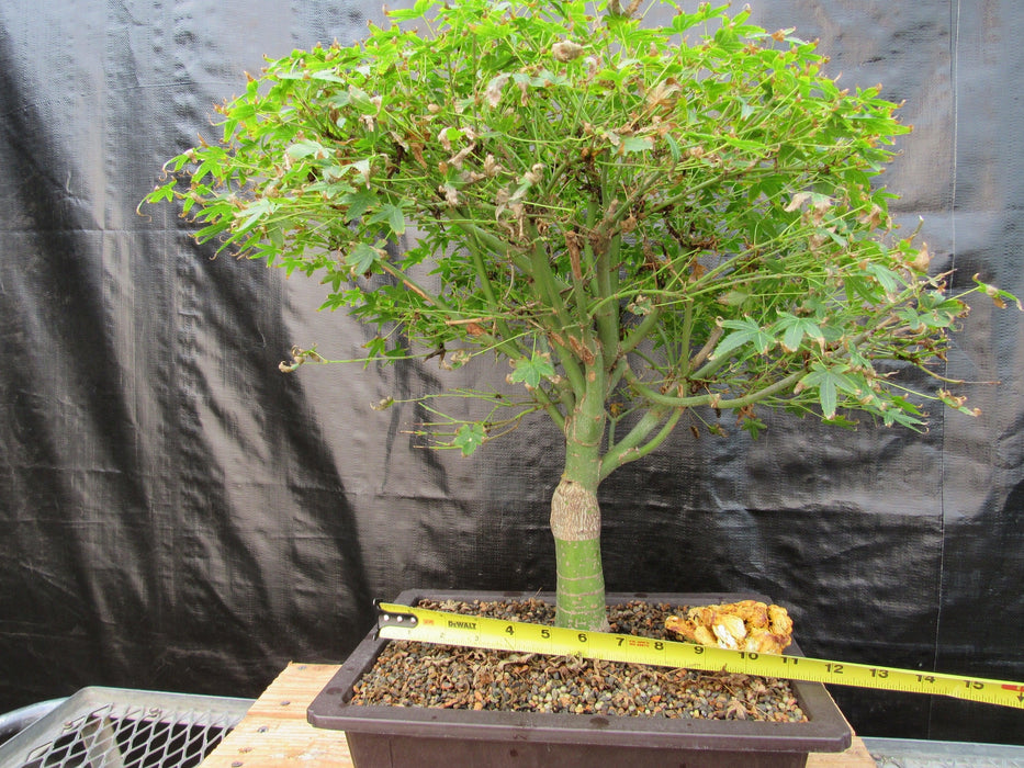 58 Year Old Dwarf Japanese Maple Bonsai Tree Width