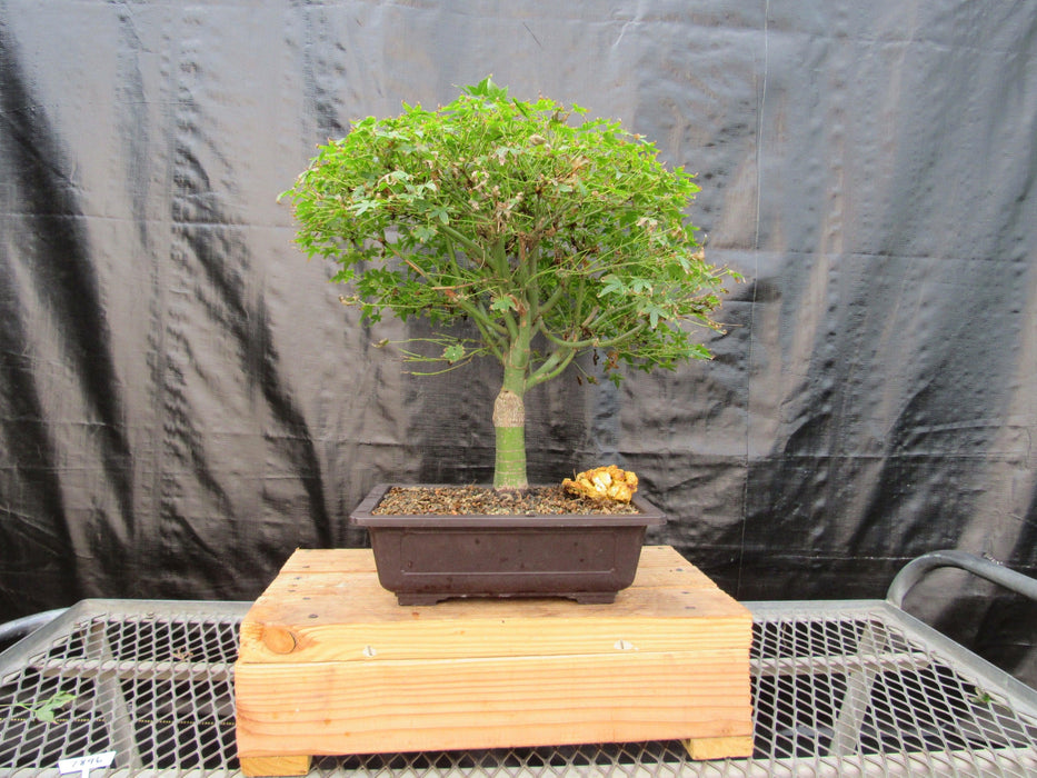 58 Year Old Dwarf Japanese Maple Bonsai Tree Profile