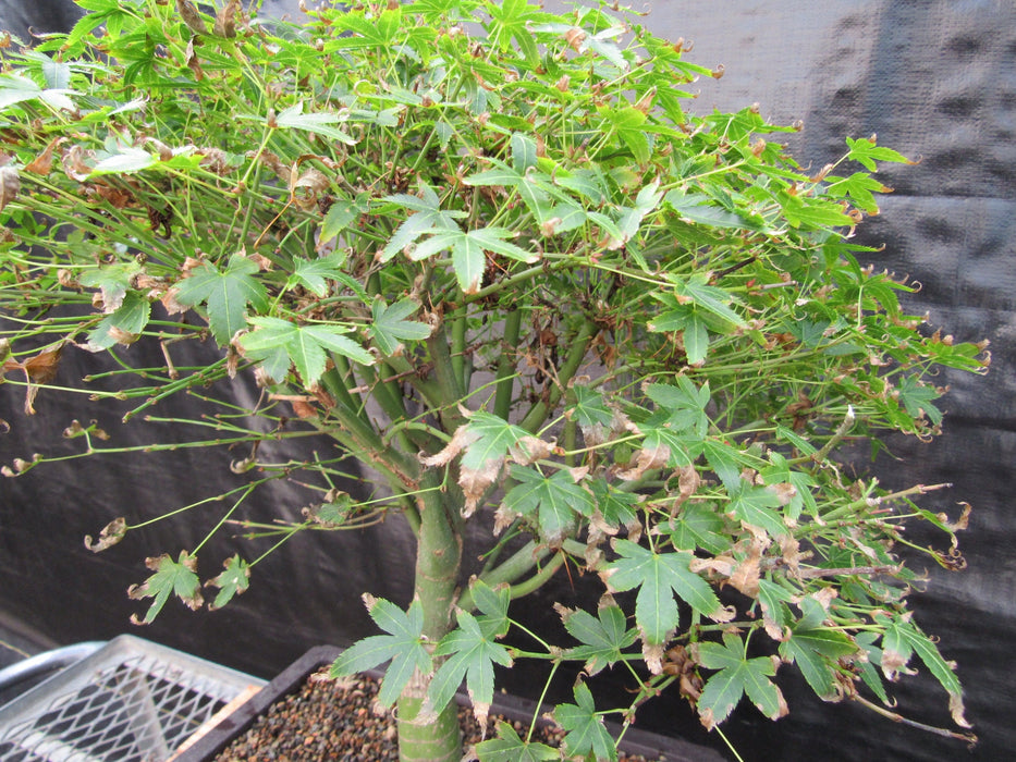 58 Year Old Dwarf Japanese Maple Bonsai Tree Fall Foliage Begins