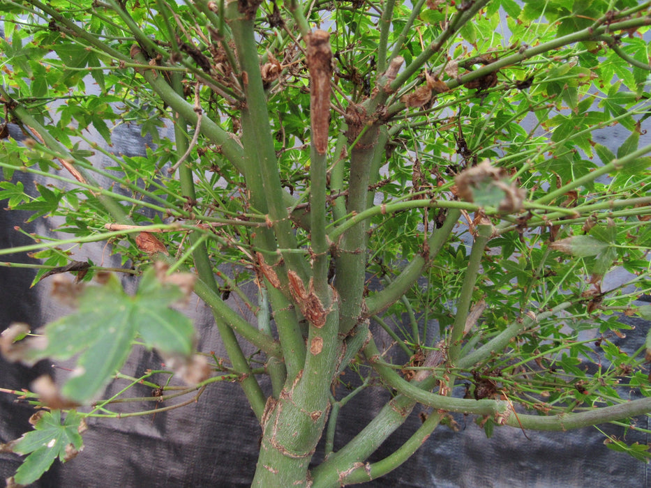 58 Year Old Dwarf Japanese Maple Bonsai Tree Branch Structure