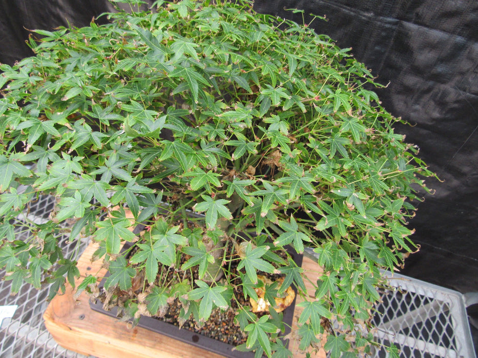 58 Year Old Dwarf Japanese Maple Bonsai Tree Canopy