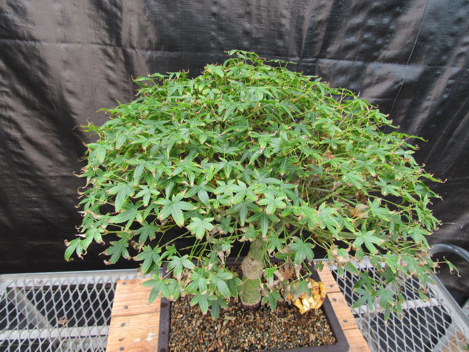 58 Year Old Dwarf Japanese Maple Bonsai Tree Birds Eye